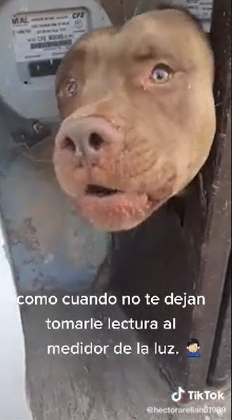 Video viral: Perro impide que la CFE revise el medidor de una casa