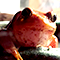 A beautiful, orange tomato frog.