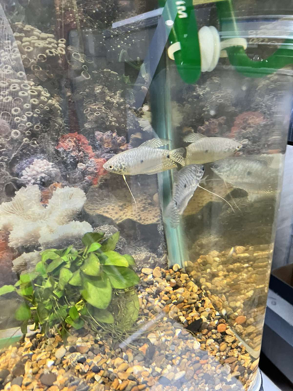 viber_изображение_2023-11-02_20-32-20-793