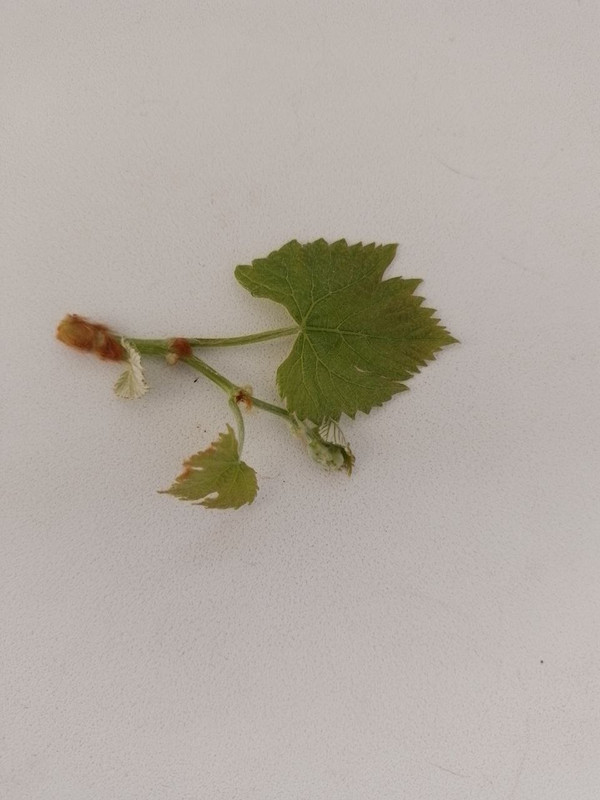 Лист мал Кристалл