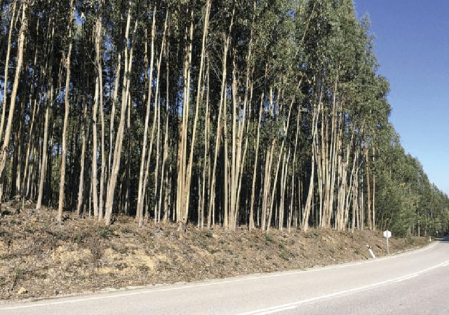 Eucalyptus-forest-in-Portugal-Credit-http-noelsgardenblogspotcom