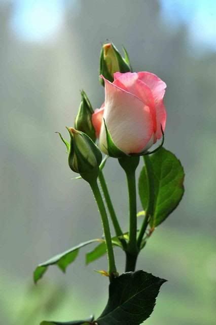 18efaef591767650777094e9b8c608fb