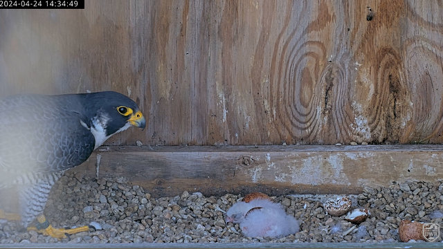 Richmond/DWR Falcon Cam Przechwytywanie-w-trybie-pe-noekranowym-24-04-2024-203500