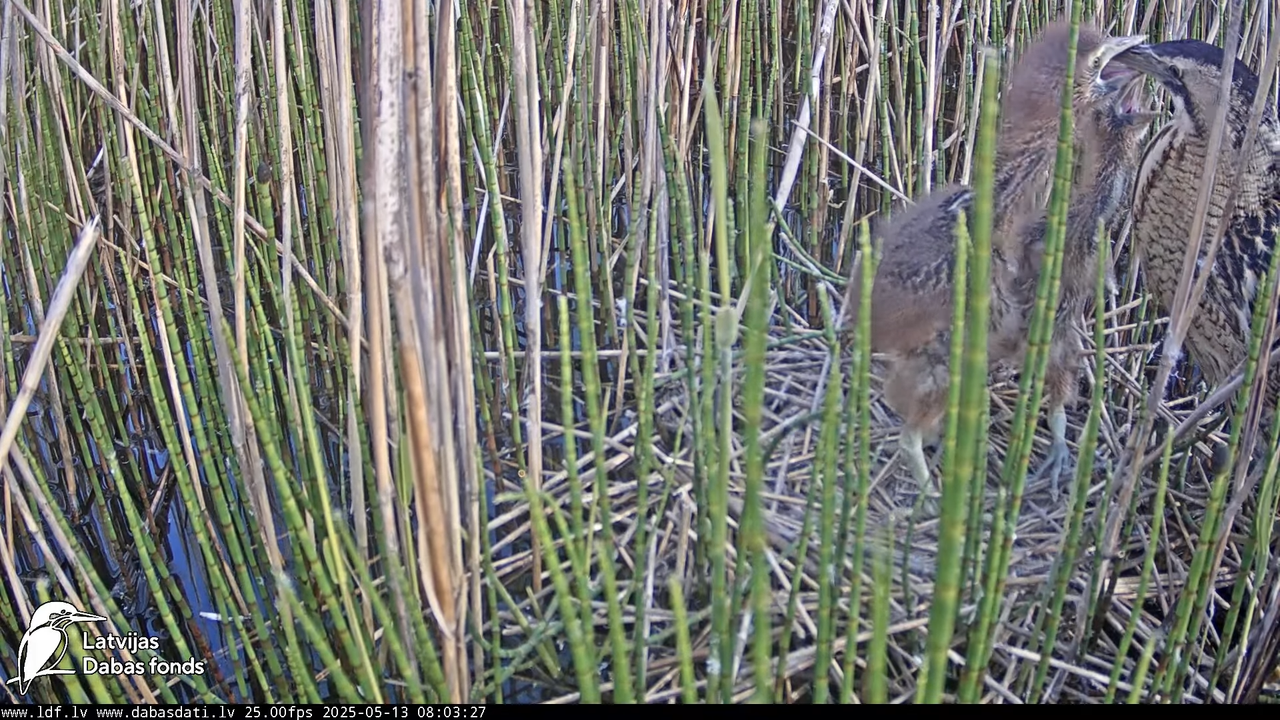 LDF Lielais dumpis (Botaurus stellaris) Zemītes pagastā 9-33-17 screenshot