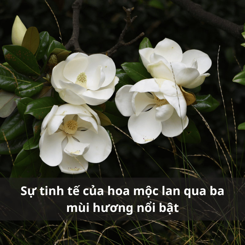 Nuoc-hoa-huong-hoa-moc-lan.png