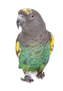 Meyer’s Parrot