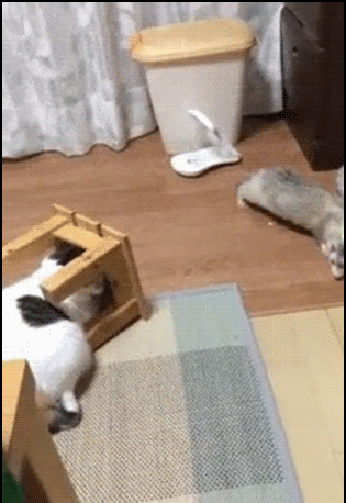 Hilarious-Cat-GIF-Epic-fail-cat-trying-to-play-hide-seek-with-ferret-Haha-you-are-doing-it-wr.gif
