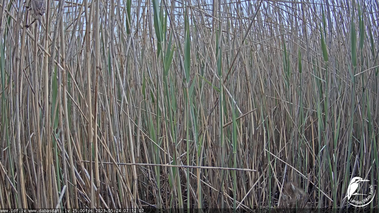 Lielais dumpis (Botaurus stellaris) Engurē - LDF tiešraide 1-48-30 screenshot (1)