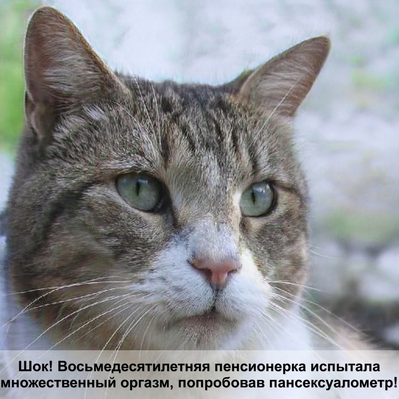 кошка лезет к коту