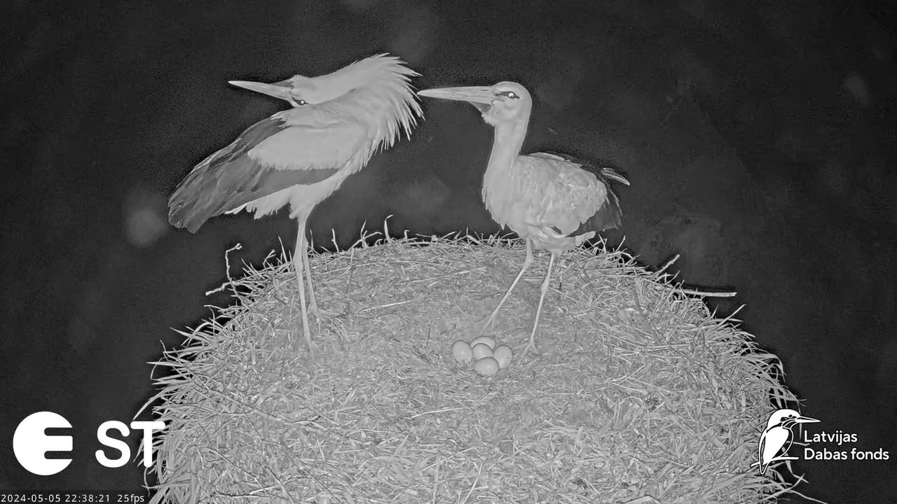 Baltie stārķi (Ciconia ciconia) Tukuma novadā - LDF tiešraide __ White storks in Tukums, Latvia 2-54