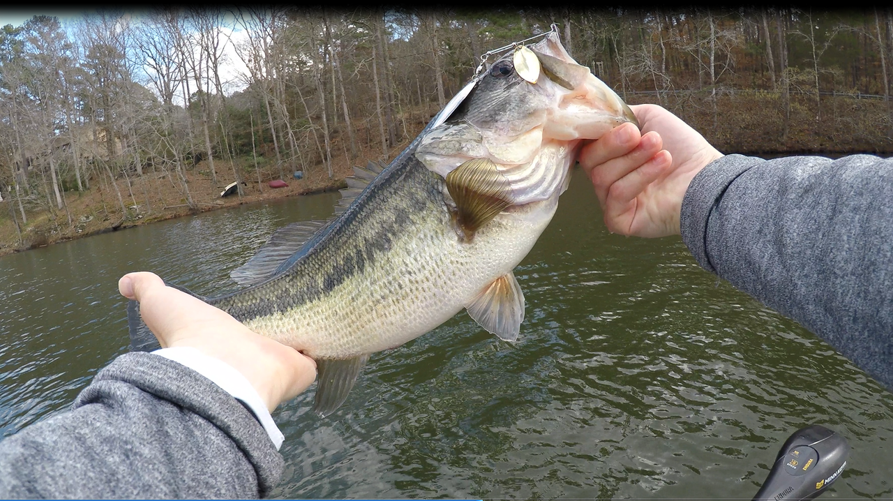 3-14-spinnerbait-b.png