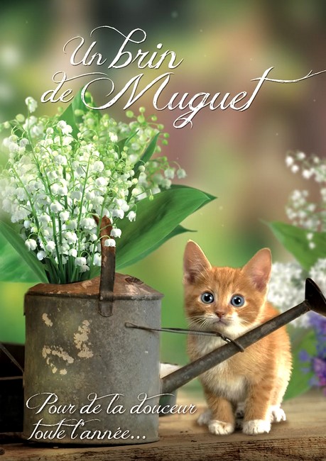 muguet-chat
