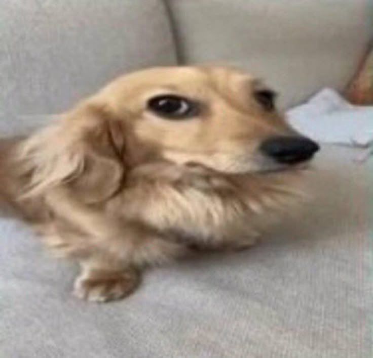 Dog?