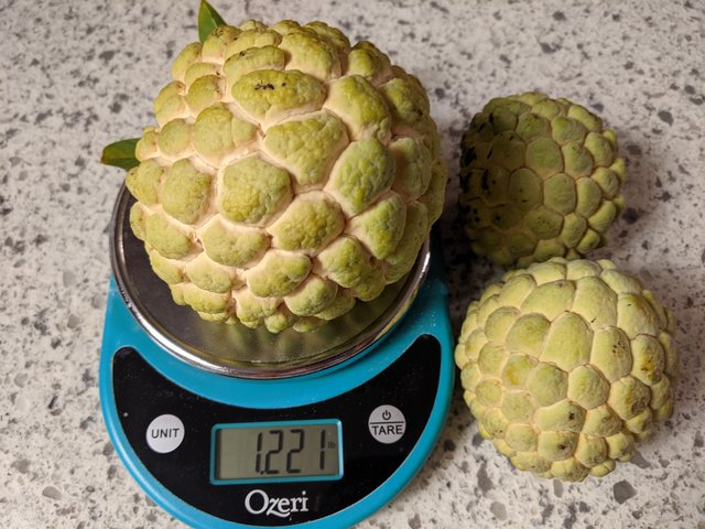 [Image: PXL-20210827-020743040.jpg]