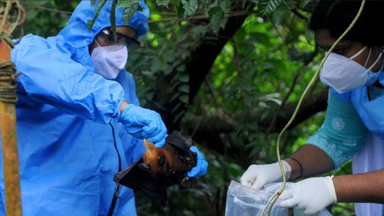 Nipah: ¿Qué es el virus mortal que se expande por la India?