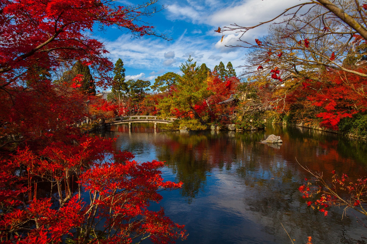 Redjapaneseflowers.jpg