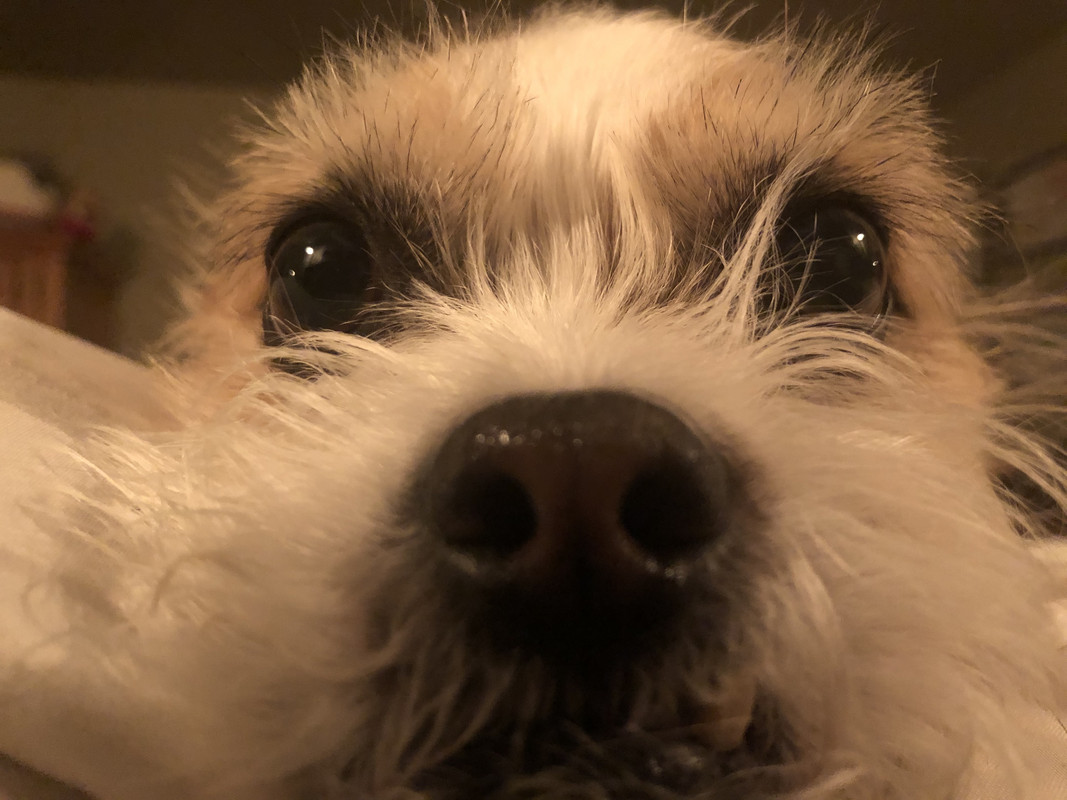 Monty