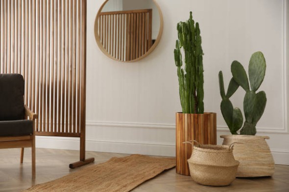 Home-Cacti-1.jpg
