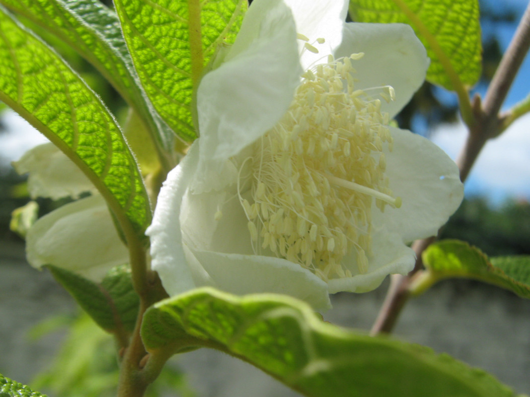 sete_capotes_--campomenesia_guazumifolia--huerta