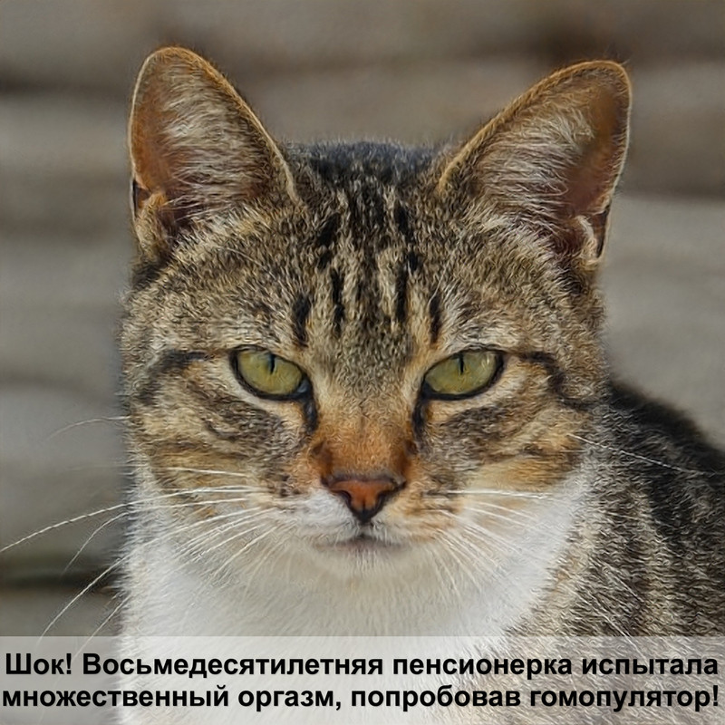 характер кошки от окраса