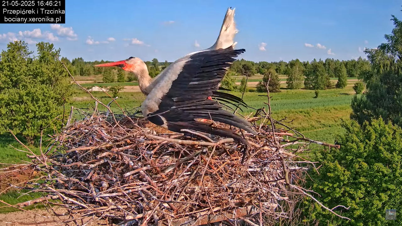 21052025bociany24