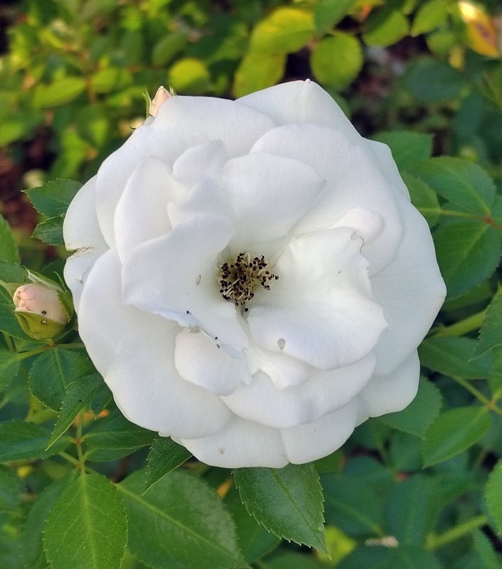 https://i.postimg.cc/nztdWnRZ/022-IMG-20240918-115743-edit-281616498313351.jpg