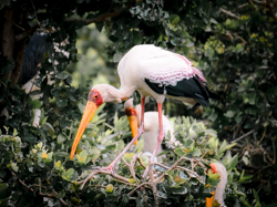 Botswana y Cataratas Victoria: la esencia de África y maravilla natural - Blogs de Botswana - Moremi: la joya de la corona, donde te emocionarás a cada instante. (23)