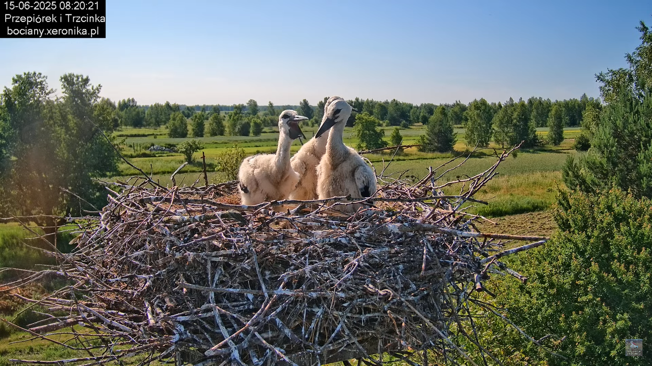 15062025bociany12