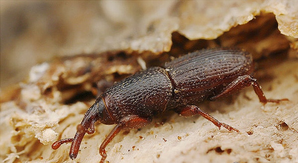 xterminator-ongediertebestrijding-graanklander