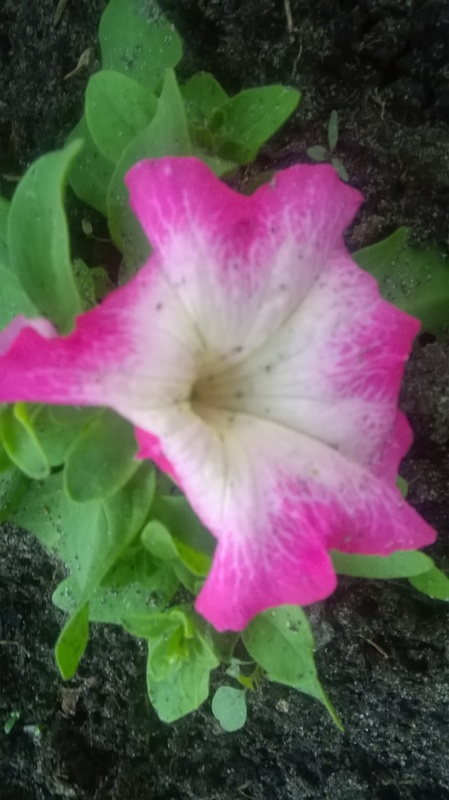 WP_20160529_008