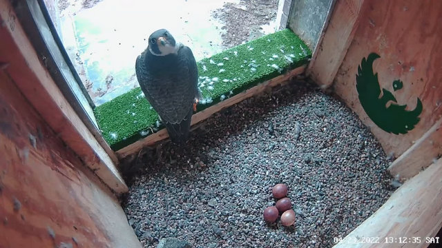 UW Green bay peregrines Przechwytywanie-w-trybie-pe-noekranowym-23-04-2022-231824