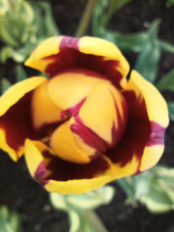 IMG_20210504_142820_454