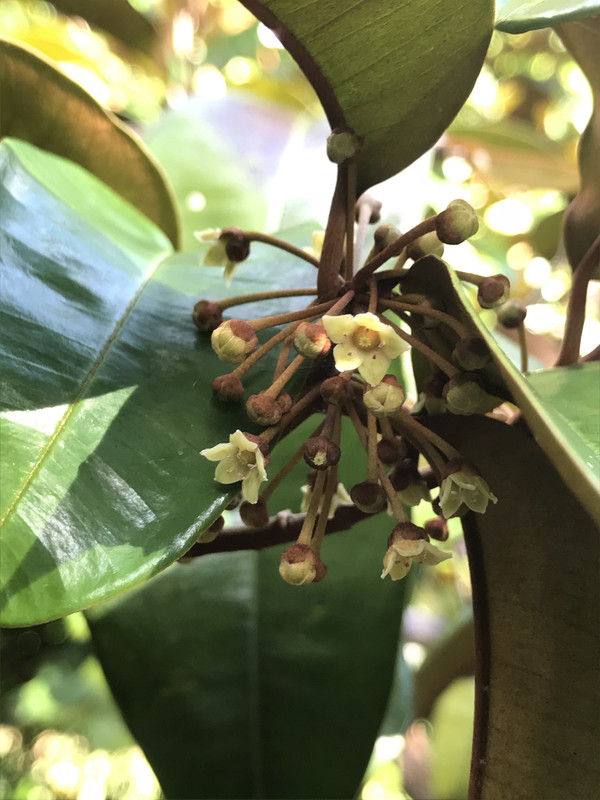 Caimito Flowers b 8 2018