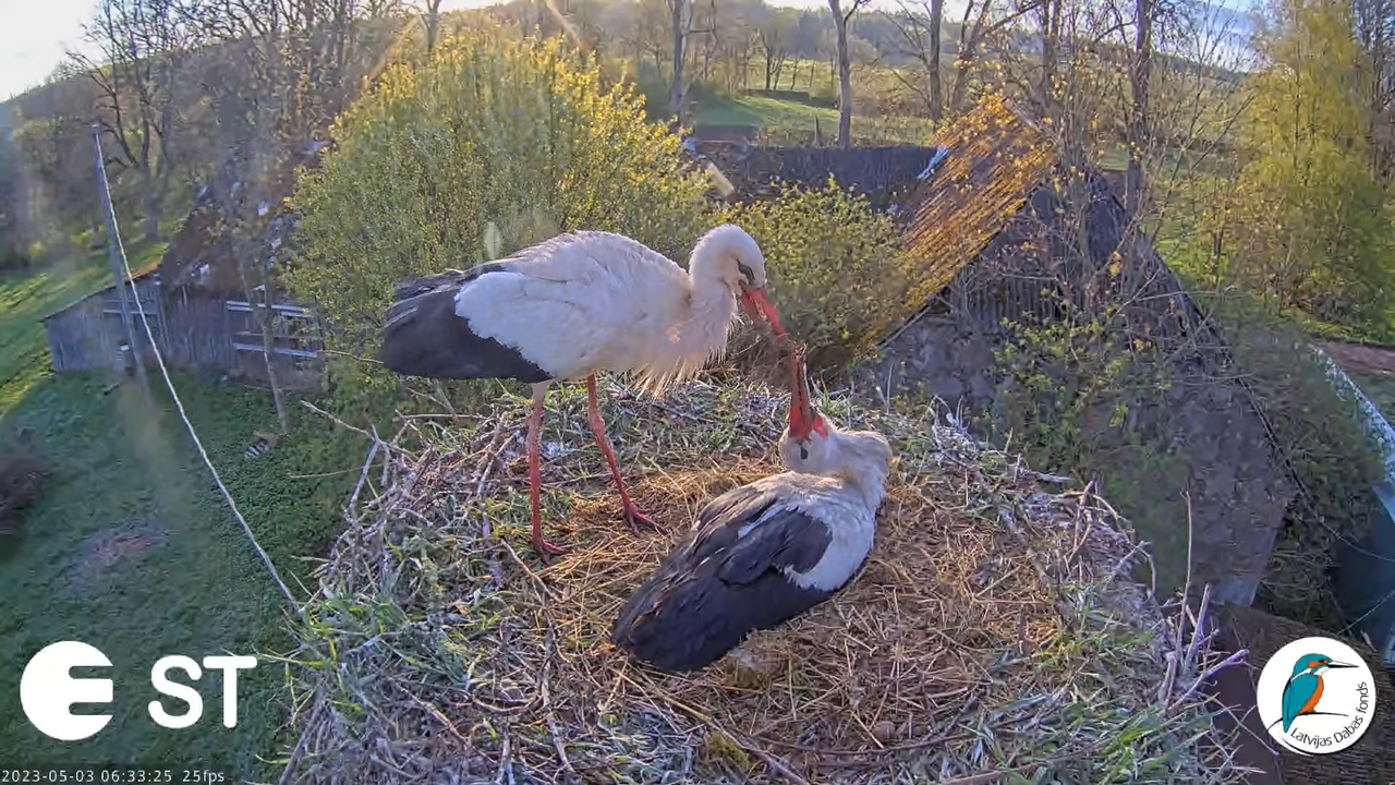 Baltie stārķi (Ciconia ciconia) Tukuma novadā - LDF tiešraide __ White storks in Tukums, Latvia 4-3-