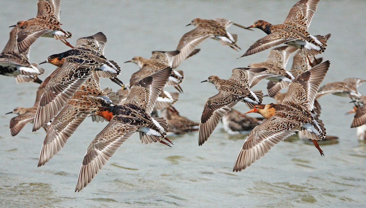 Deze kemphanen heb ik gefotografeerd in de hut van Murk in Wommels