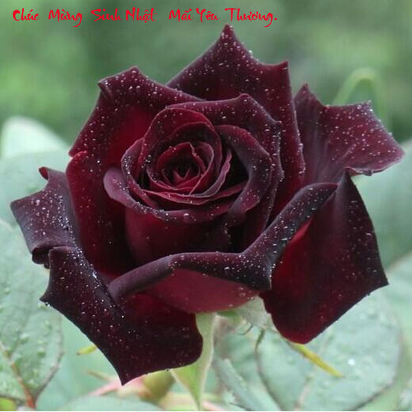 [Image: black-baccara-roses-copy.jpg]