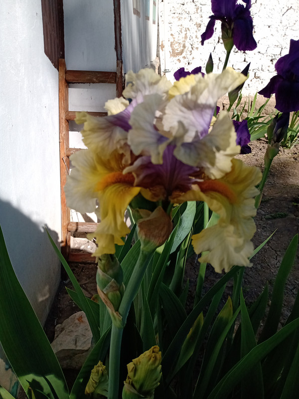 IMG_20210512_165657109