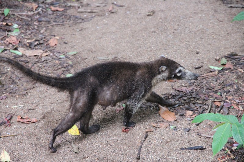 DIA 13: EXCURSIÓN DE UN DÍA A CORCOVADO - DE TORTUGAS Y PEREZOSOS. COSTA RICA 2019 (49)