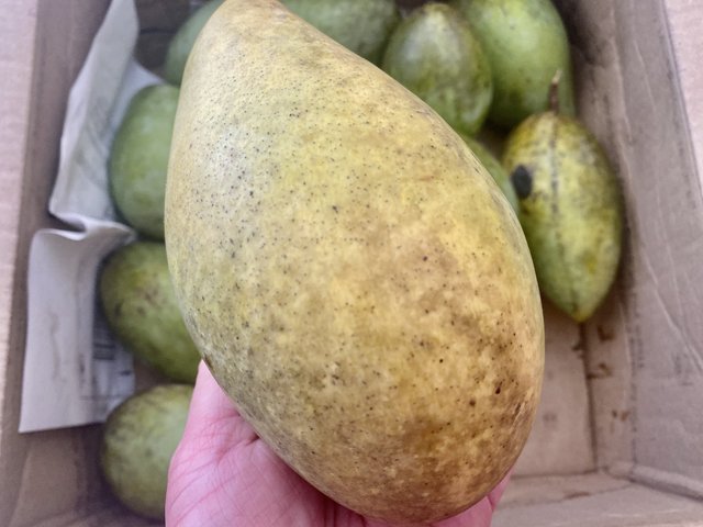 [Image: 8-EC44211-1241-41-E7-B729-DA60-ED41-F48-A.jpg]