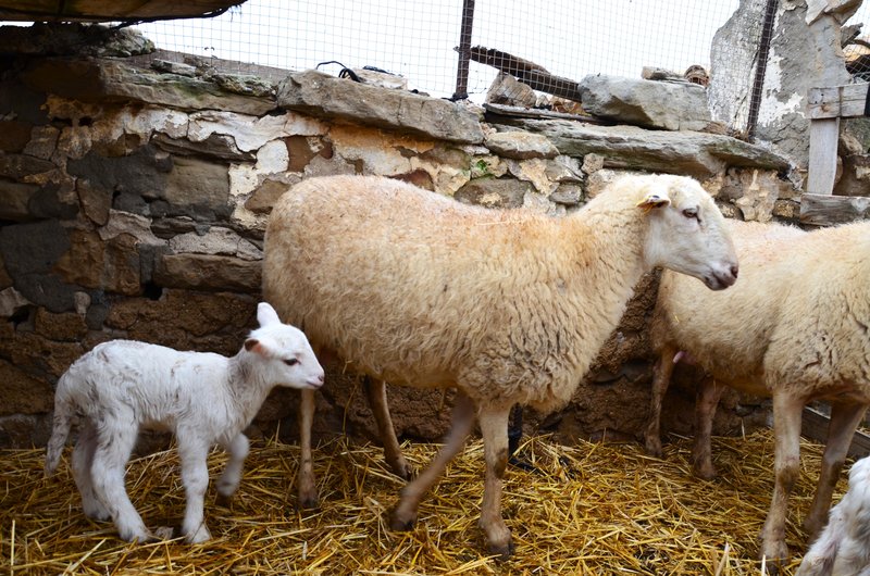 Navarra y sus pueblos-2015 - Blogs de España - Las Bárdenas Reales-15-11-2015 (34)