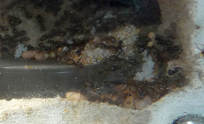 1604-Lasius2.jpg
