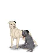 pittiepupadultblackear