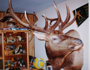 [Image: Gales-Ut-Bull-2006.jpg]