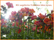 mit ungelösten problemen leben lernen