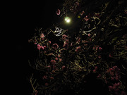 61.6.ghosts of autumn VI