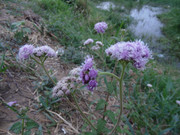 28.2.Tyrian weeds II