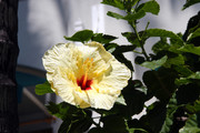 ALOHA Tower - Honolulu Seaport 22 - Hibiscus