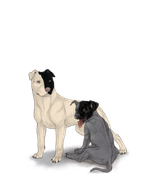 pittiepupadultblackhalfright