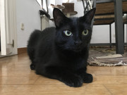 Cuidando gatos en Madrid