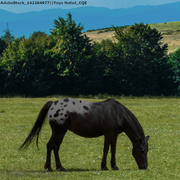 Solar Eclipse horse avi